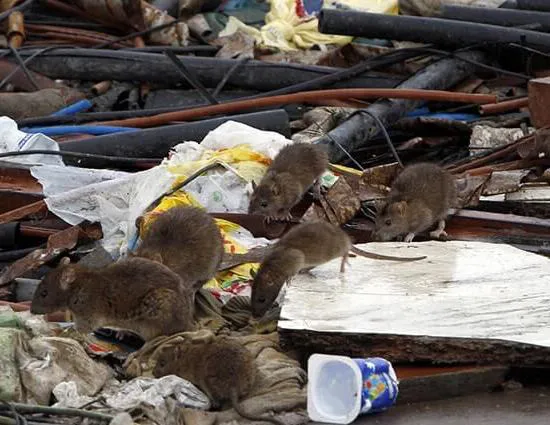 multimedia.miniatura.89abad5caf4b8389.68616e746176697275735f6d696e6961747572612e6a7067